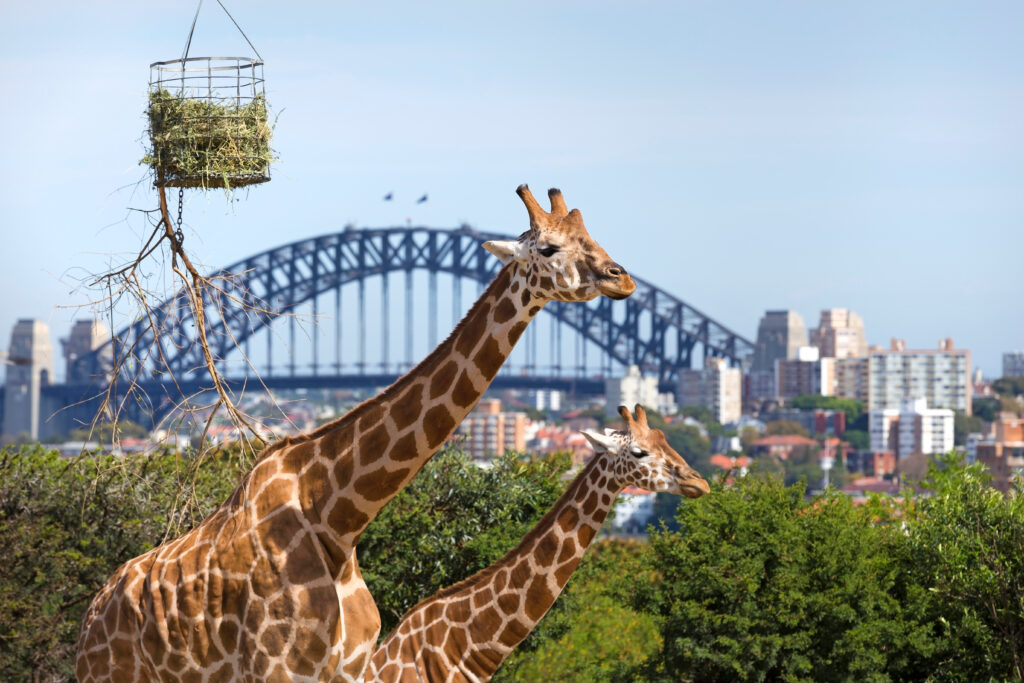 Taronga Zoo